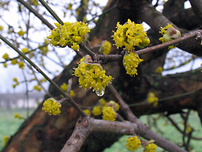 Cornus mas L. - Corniolo maschio